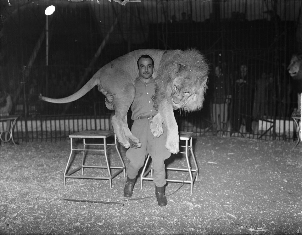Leeuwentemmer met leeuw bij Circus Jos Mullens, Bestanddeelnr 904-2629