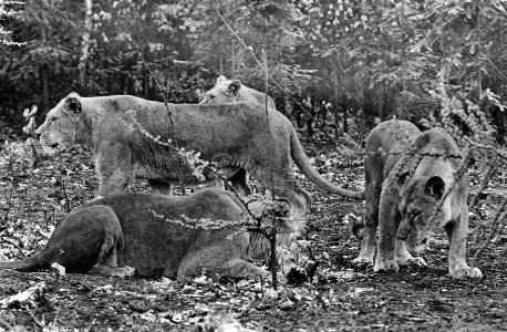 Leeuwen los in Burgers Dierenpark te Arnhem, Bestanddeelnr 921-3409