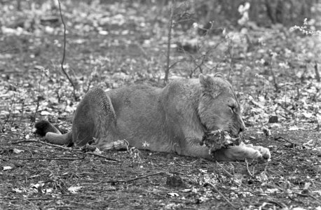 Leeuwen los in Burgers Dierenpark te Arnhem, Bestanddeelnr 921-3421