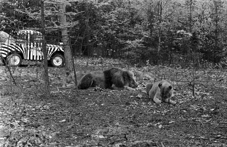 Leeuwen los in Burgers Dierenpark te Arnhem, Bestanddeelnr 921-3412
