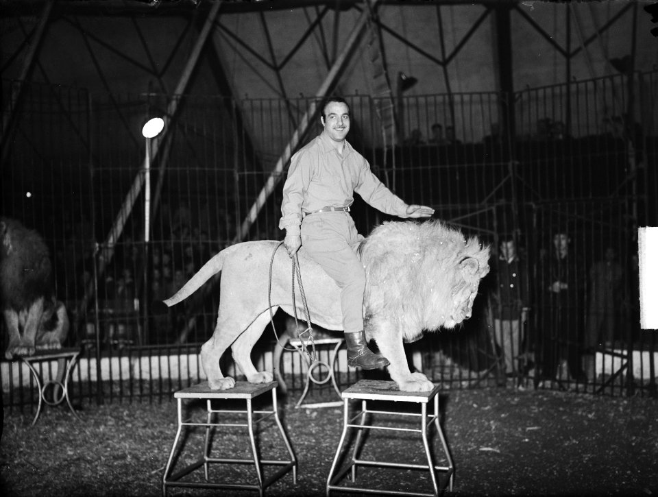 Leeuwentemmer met leeuw bij Circus Jos Mullens, Bestanddeelnr 904-2628