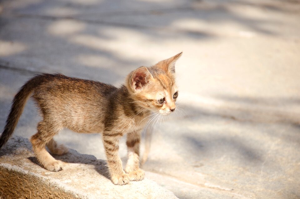 Cute kitty young photo