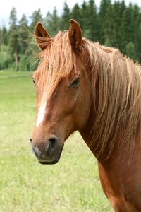 Summer brown horse head pasture