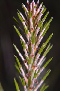 Flower photo photography