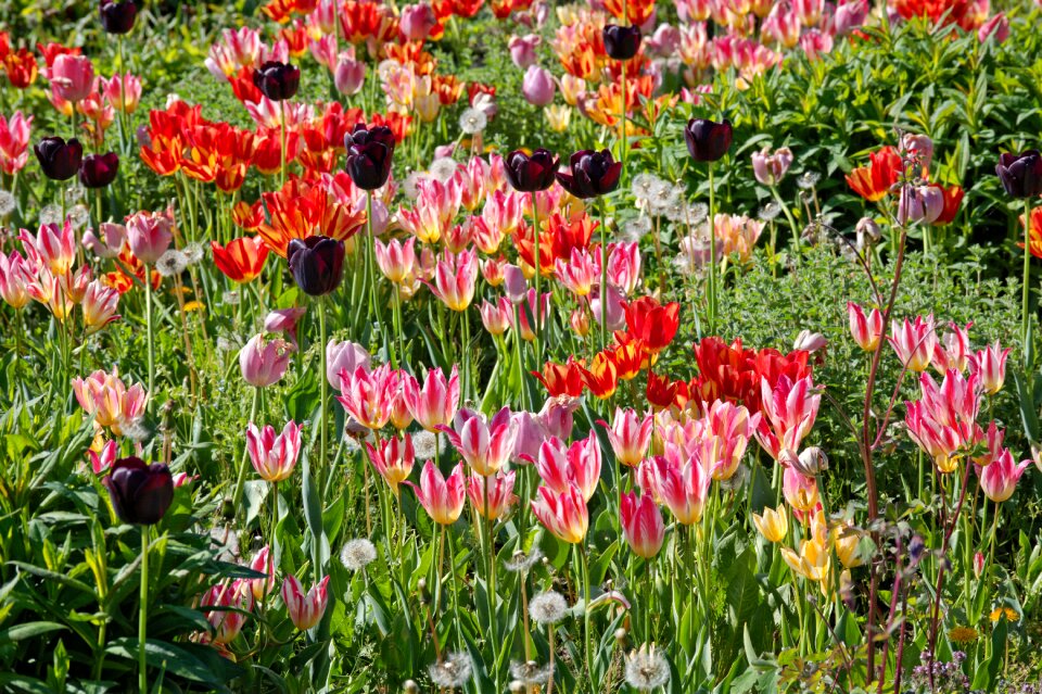 Red flower colorful