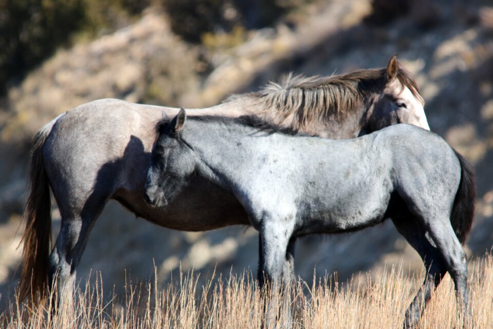 Foal wildlife nature