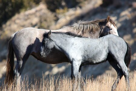 Foal wildlife nature