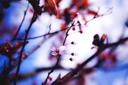 Branch cherry plant photo