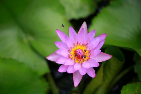 Nature tropical pond