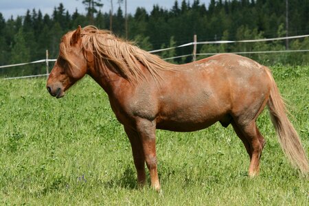 Pasture piehtaroinut horse countryside photo