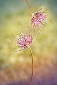 Plant spring flower purple