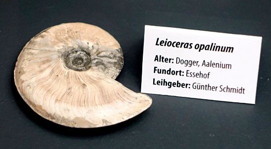 Leioceras opalinum - Naturhistorisches Museum, Braunschweig, Germany - DSC05146