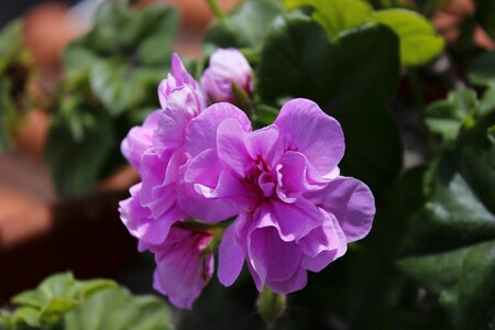 Flower color pink spring geranium photo
