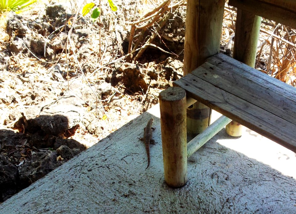 Leiolopisma telfairii - skink on Ile aux Aigrettes - Mauritius