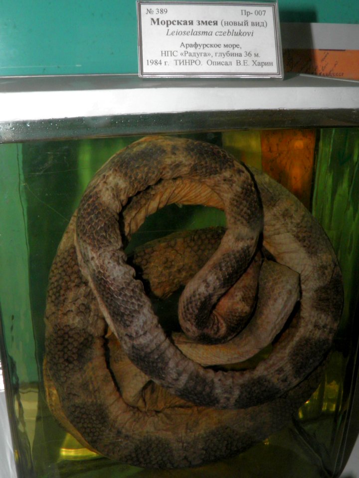 Leioselasma czeblukovi