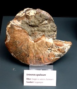 Leioceras opalinum - Naturhistorisches Museum, Braunschweig, Germany - DSC05147