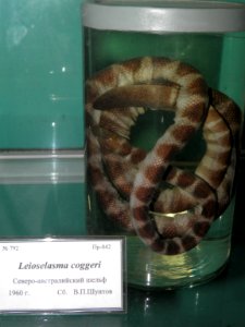 Leioselasma coggeri