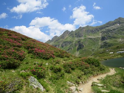 Flowers landscape nature