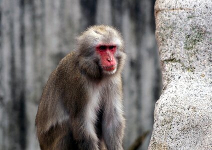 Baboon mood állatportré photo