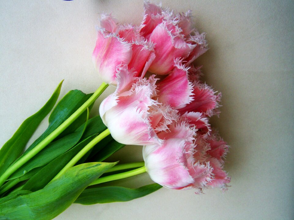Tulip bouquet pale pink cut flower