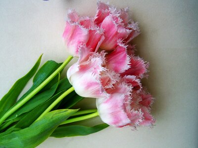 Tulip bouquet pale pink cut flower