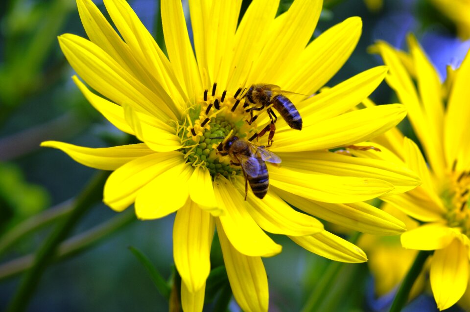 Pollen collect honey insect