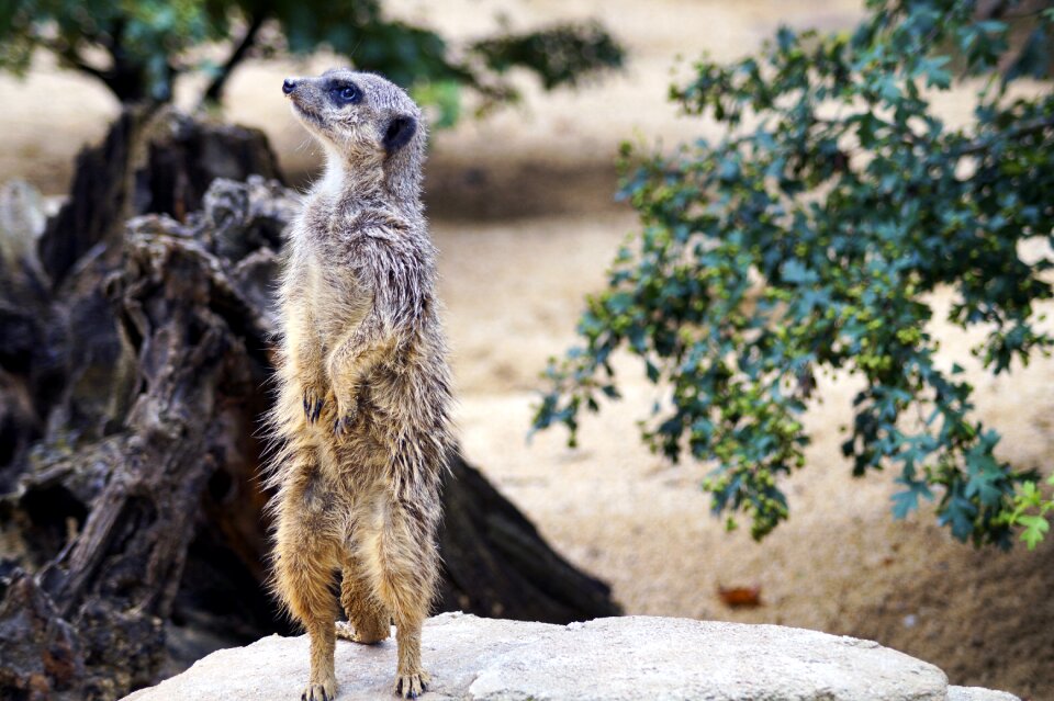 Mongoose animal africa