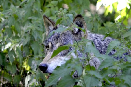 Pack wolf pack forest