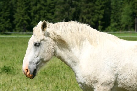 Horse head horse feed countryside photo