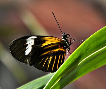 Butterfly black yellow white close up photo