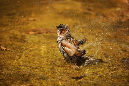 Water bathing nature