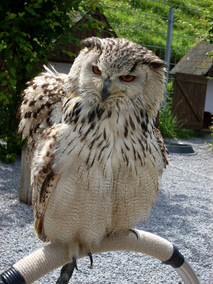 Bird of prey raptor forest