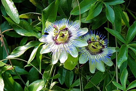 Exotic nature passion flower plant photo