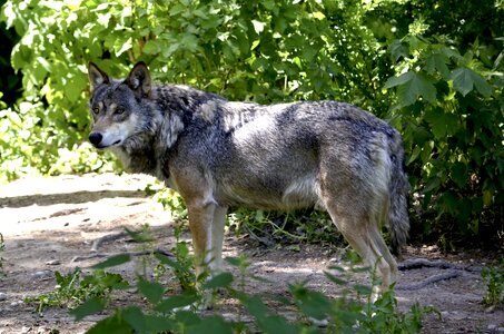 Canis lupus hundeartig hunter