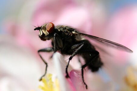 Spring macro small