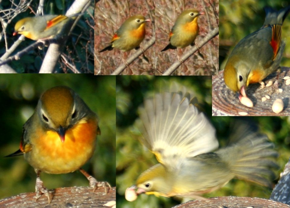Leiothrix lutea in Mount Kinka (Gifu) 2011-02-27