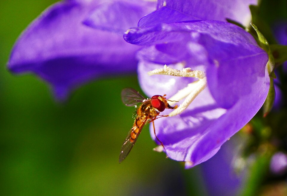 Landed pollination nectar