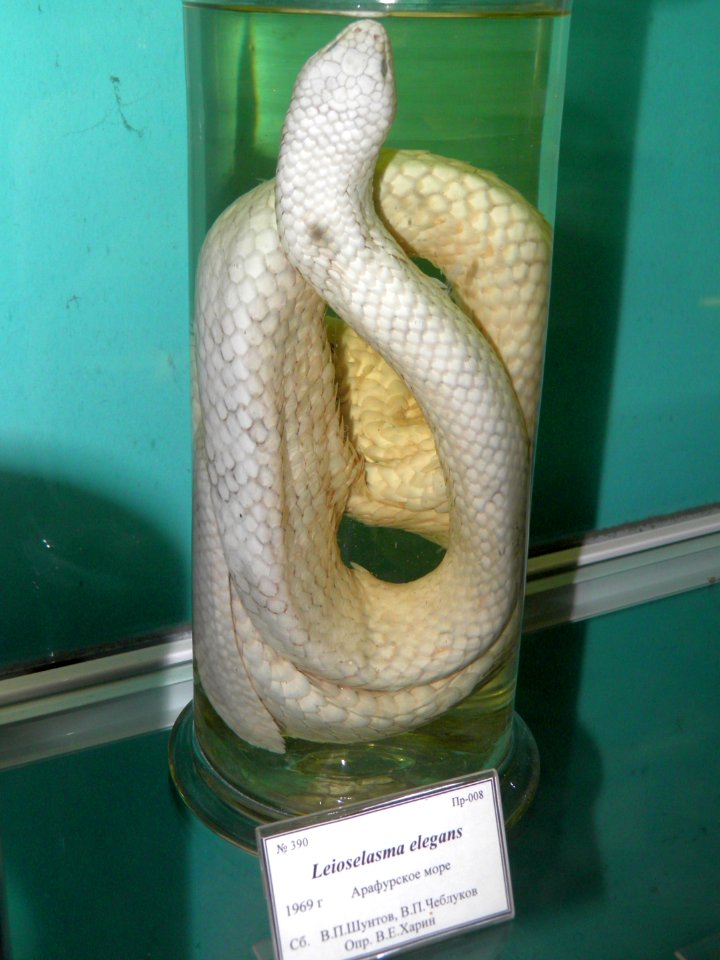 Leioselasma elegans