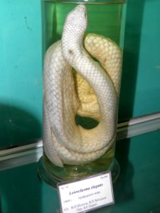 Leioselasma elegans