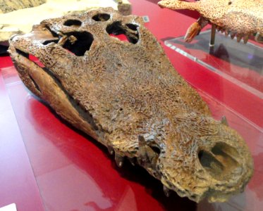 Leidyosuchus canadensis, Dinosaur Provincial Park, Alberta, Canada, Late Cretaceous - Royal Ontario Museum - DSC00090