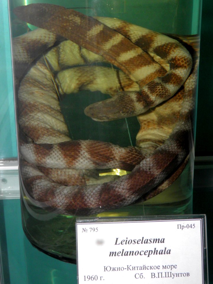 Leioselasma melanocephala
