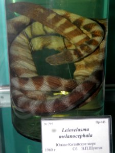 Leioselasma melanocephala
