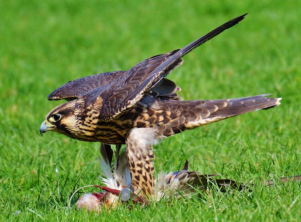 Access raptor wild animal