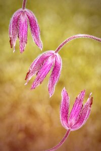 Plant spring flower blossom