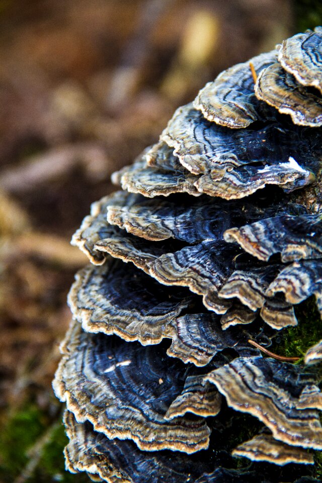 Mushrooms on tree tree fungus forest mushrooms