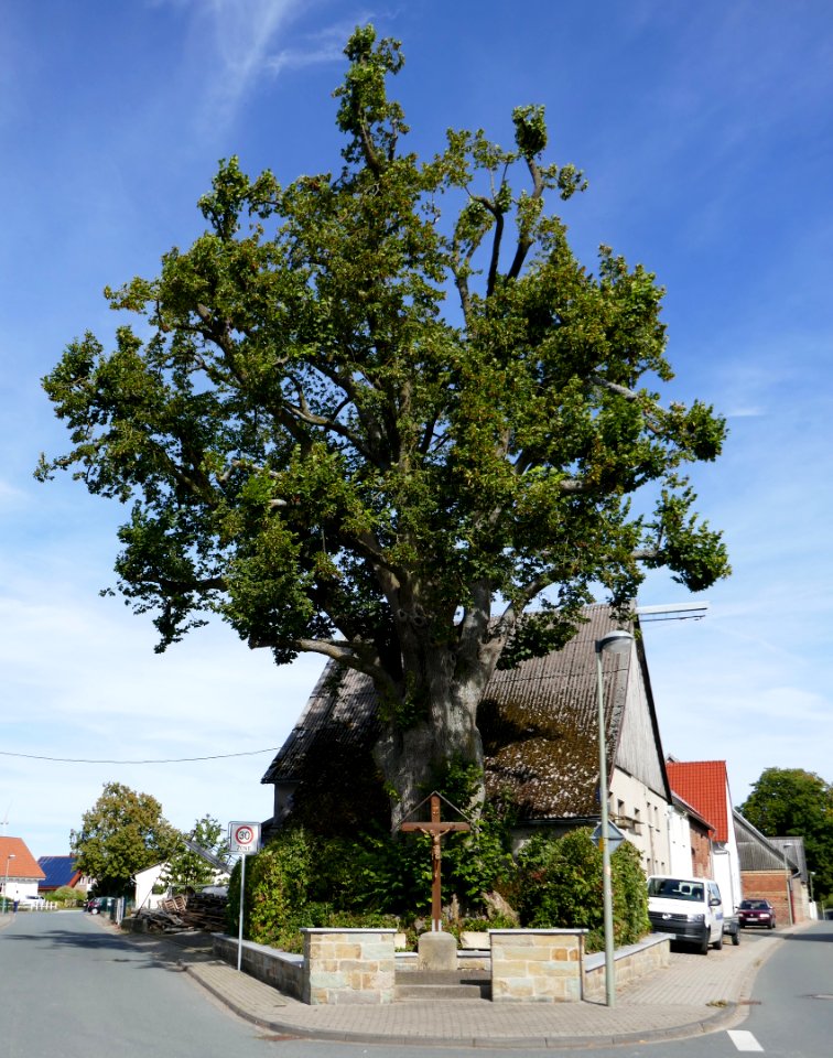 Leiberg - Wegekreuz und Linde an der Hauptstraße