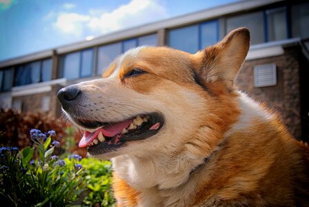 Portrait pet animals