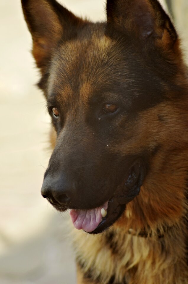 Canine pet animal