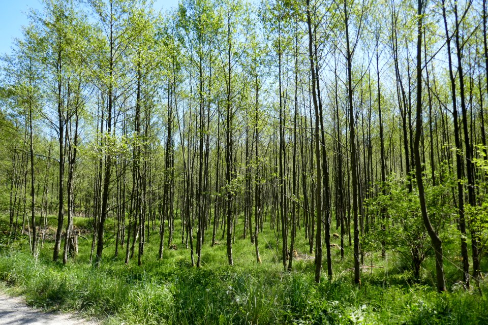 Leiberger Wald - Erlenwald - 1