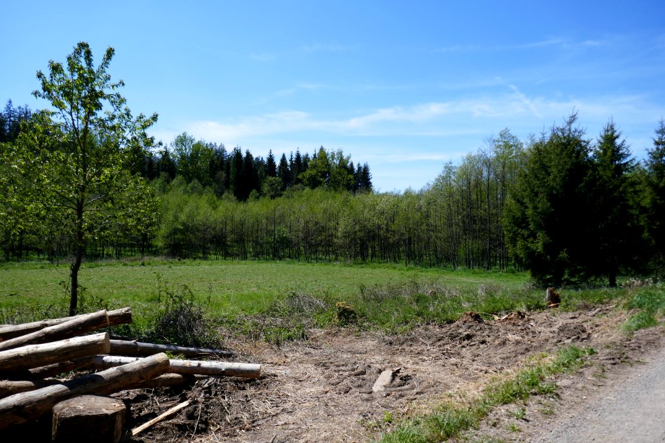 Leiberger Wald - Erlenwald - 3